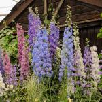 Fleurs - Pied d'Alouette Impérial Géant Double Varié  - face recto